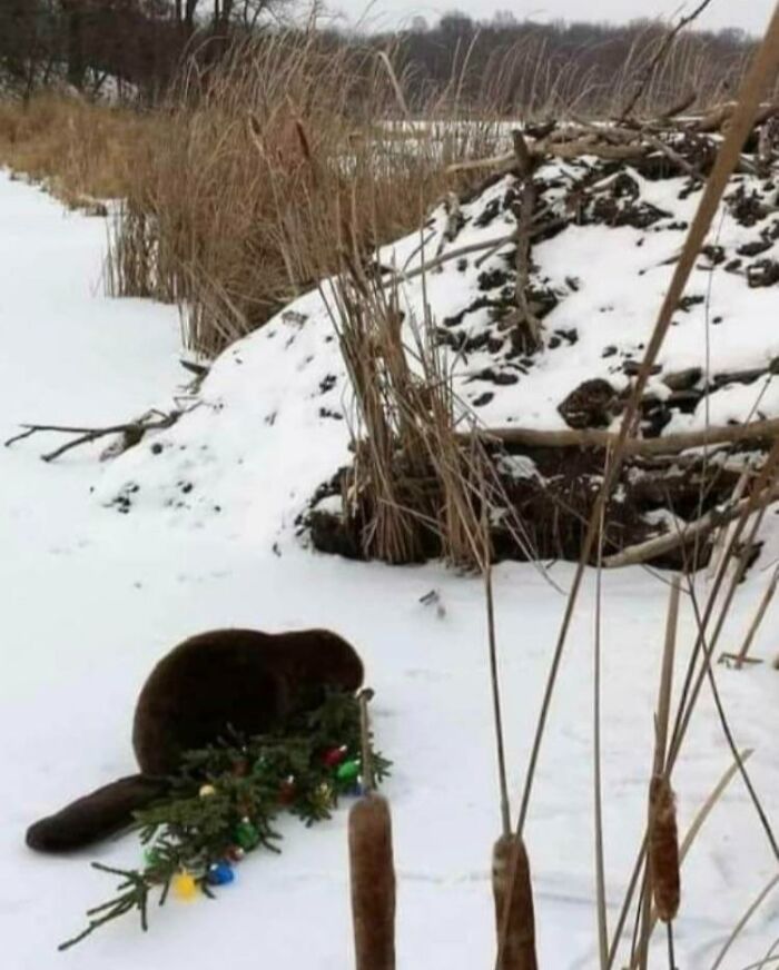 Caught This Chonker Stealing A Christmas Tree From A Neighbors' Yard