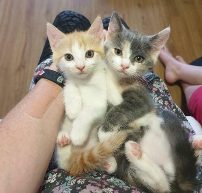 My Daughter Has Been Begging Us For A Kitten. We’ve Told Her We're Not Getting One. This Is What Awaits Her On Christmas Morning