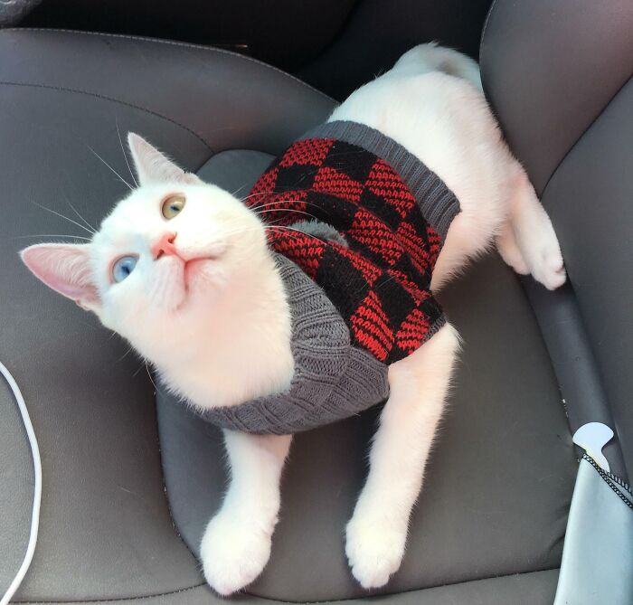 I’m Single And Decided To Celebrate The Holidays By Bringing This Guy Home Today! They Put Him In A Christmas Adoption Sweater