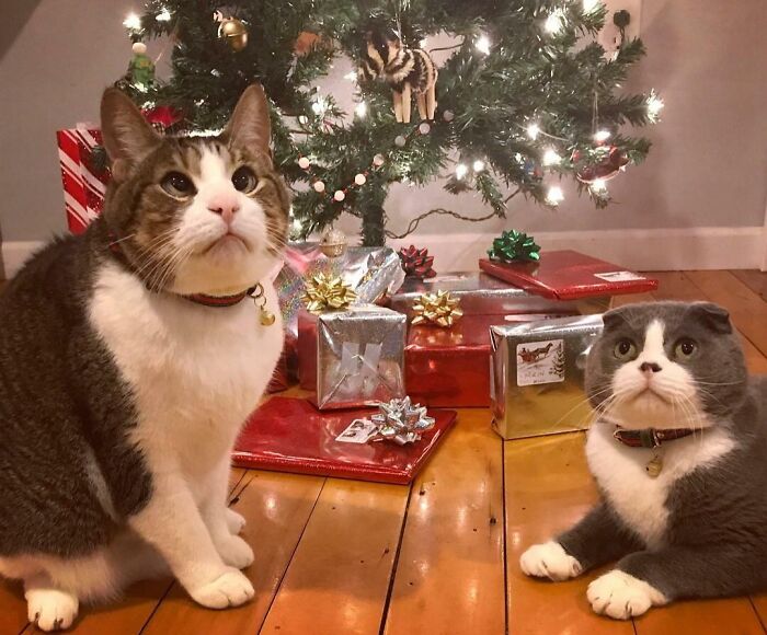 My Cats Really Nailed This Year’s Christmas Photo Shoot