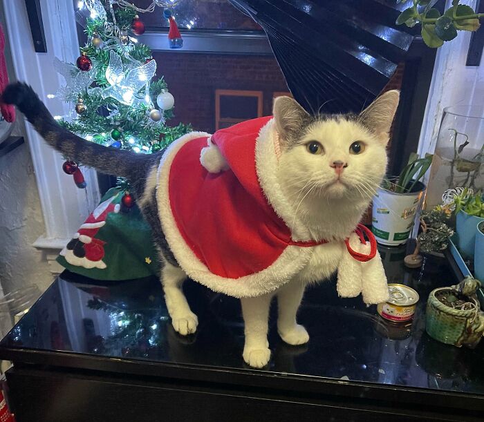 After Wanting A Cat My Whole Life, I Took In This Little Guy And I Present You Oreo’s First Christmas!