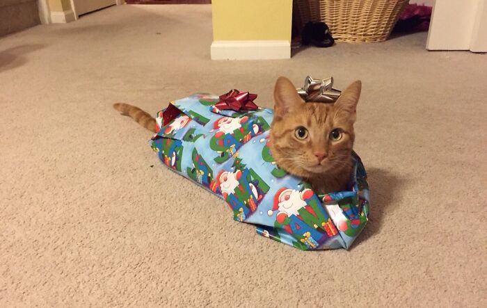 Here's Twix. He Puts Up With A Lot From The Kids. Merry Christmas!