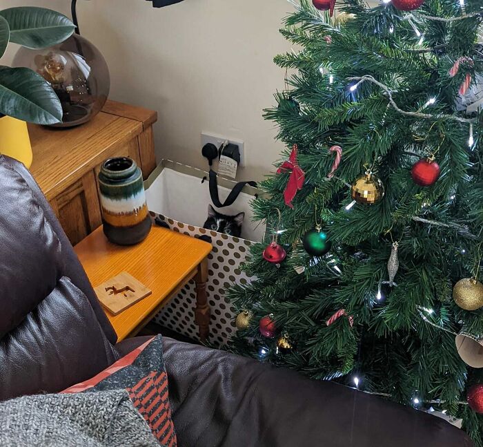 Left The Patio Door Open Briefly For Some Fresh Air. Shortly After, I Heard Some Rustling Behind The Christmas Tree... I Don't Have A Cat