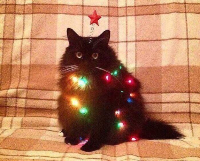 I Guess I'm A Christmas Tree Now
