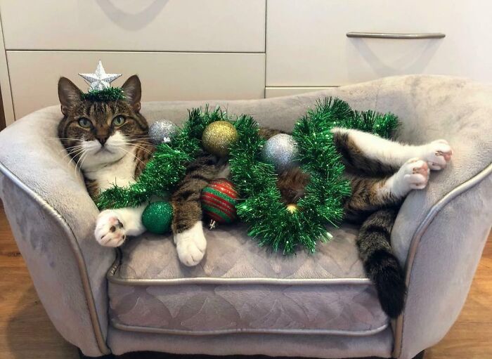 Paint Me Like One Of Your Christmas Trees