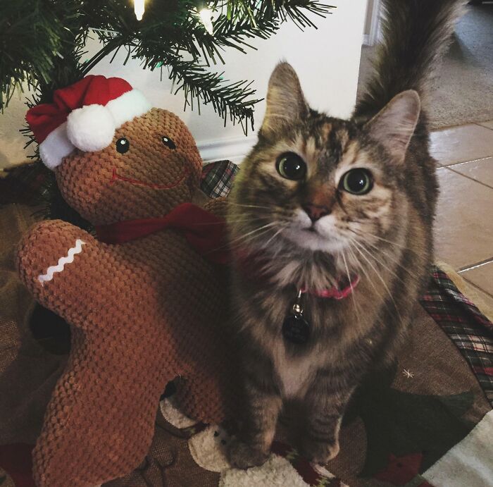 She’s Ready To Celebrate Her 11th Christmas This Year!
