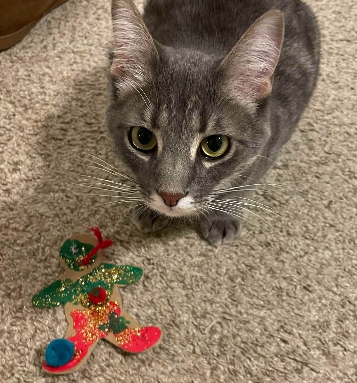 Been In My Bed Sick All Day. Finally Opened The Door And Arthur The Cat Had Brought Me A Christmas Ornament From The Tree As A Gift