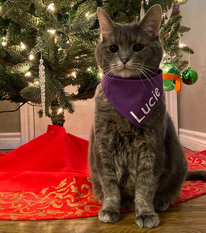 This Is The First Year She Doesn’t Hate Her Christmas Card Photo!