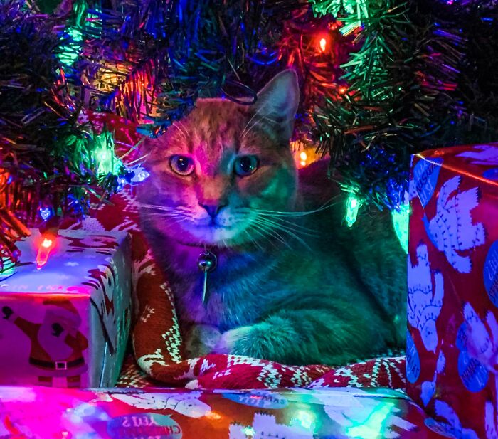 The Best Gift Under The Christmas Tree