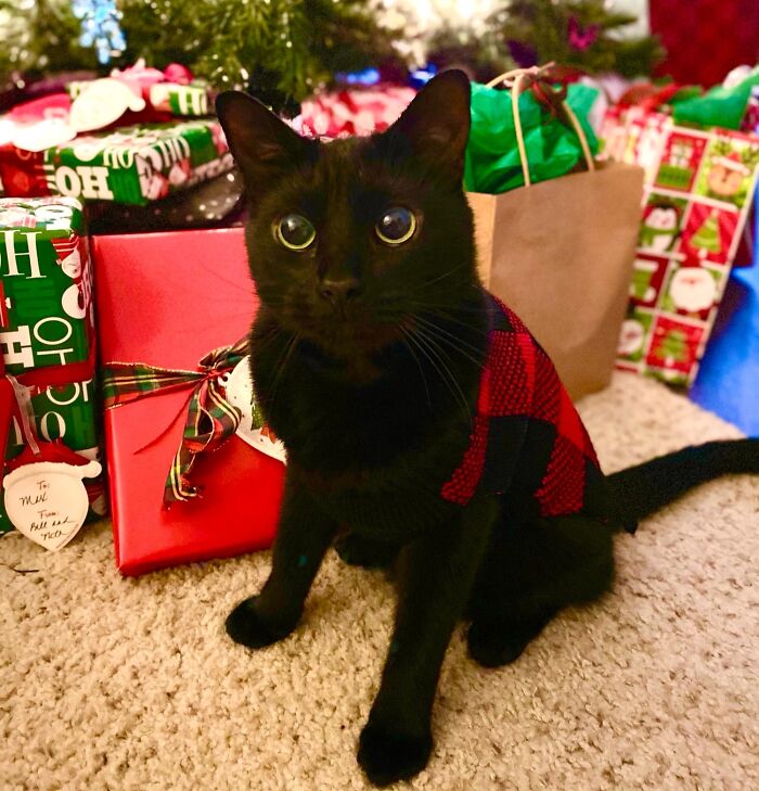 I Managed To Get A Nice Christmas Photo Of Teddy