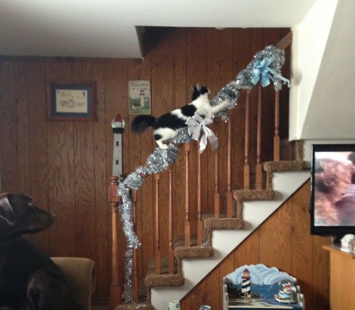 The Cat Got Catnip For Christmas, She's So High