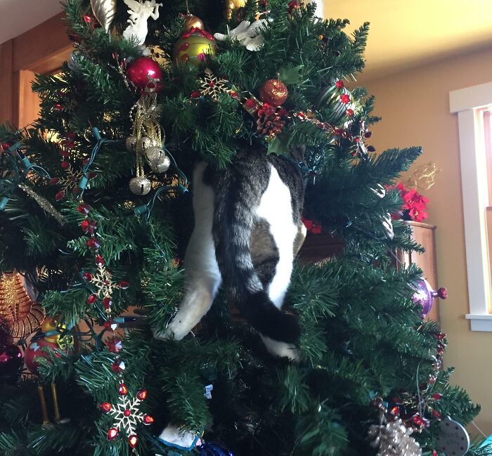 I Think This Is My New Favorite Christmas Ornament