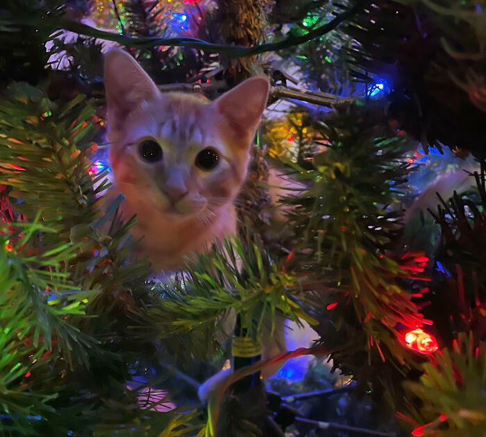 Merry Christmas Everyone. This Is Toby He Is 5 Months Old