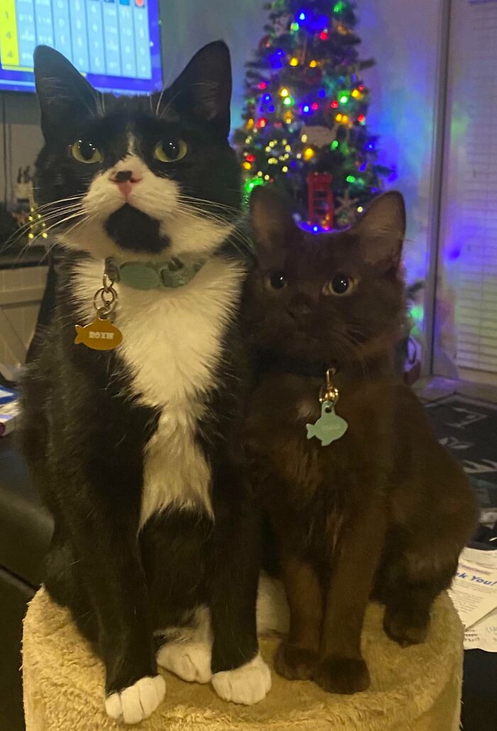 My BF & I Recently Adopted A (Christmas) Kitten, Named Holly! I Have Never Seen A Brown Kitten Until Her, I Am In Love