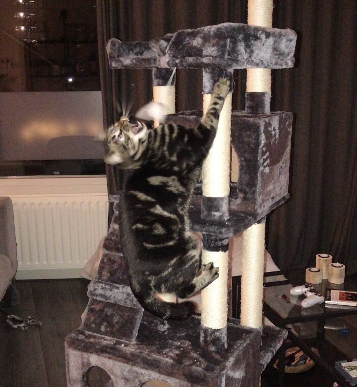 I Think He's Enjoying His Early Christmas Present