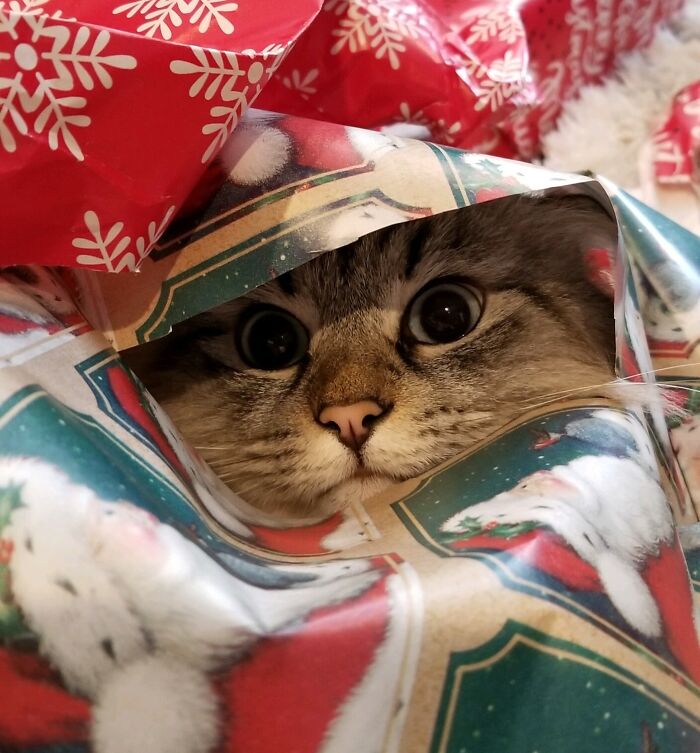 Mavericks's Favorite Part Of Christmas