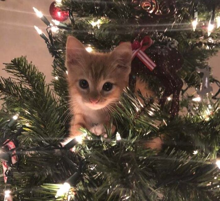 Simba’s First Christmas Tree - I Think He’s A Fan