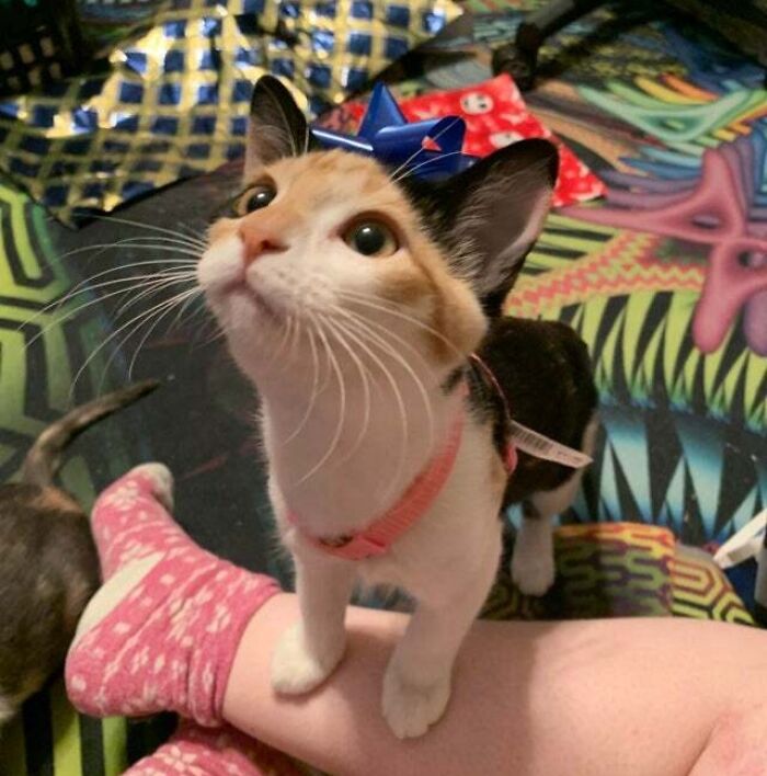 Merry Christmas! The Best Gift I Ever Received Was Unconditional Love From This Baby