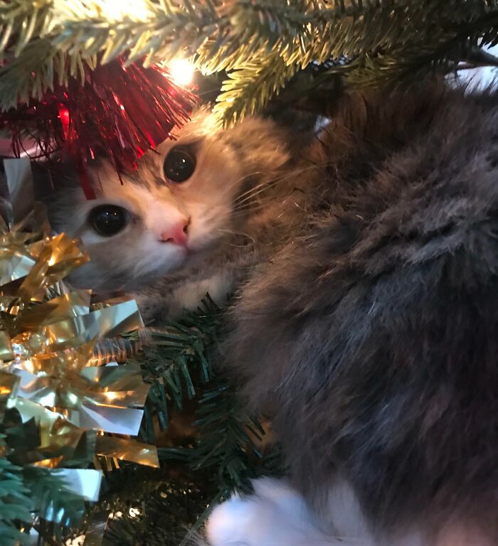 Merry Christmas Eve From The Destroyer Of Trees