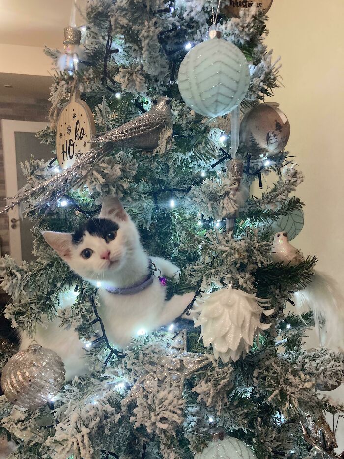 Merry Christmas From Bitty