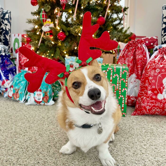 Cherry The Red-Eared Reindeer