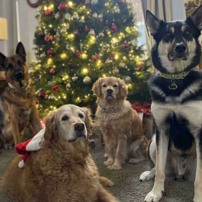 Merry Christmas! Love, Schnitzel, Paco, Buddy, And Jupiter