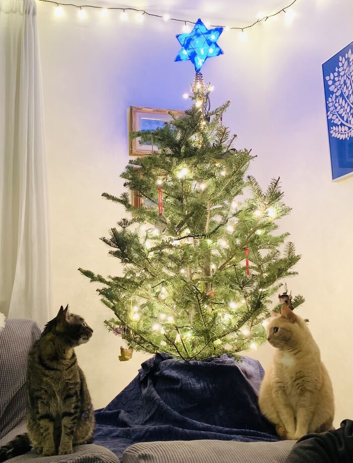 First Year With A Small Tree