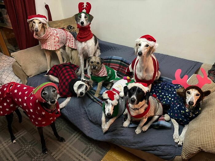 Merry Christmas From The Dog House