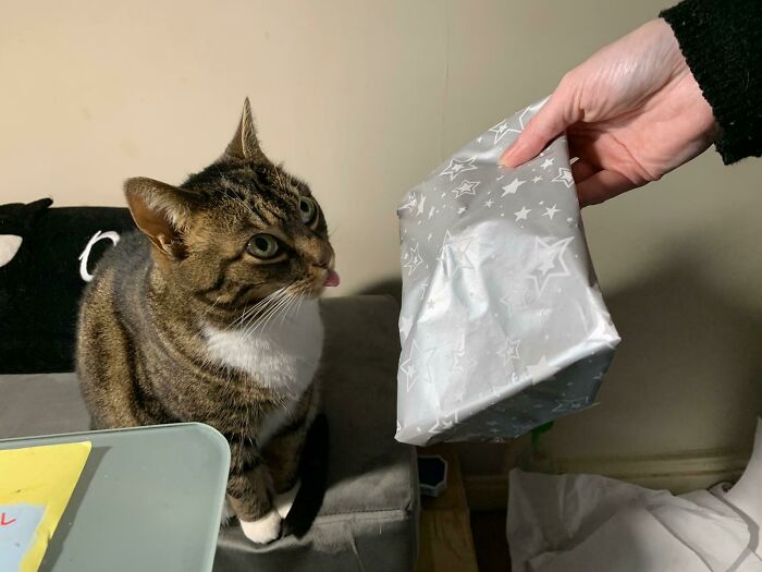 Presenting My Cat With Her Christmas Present