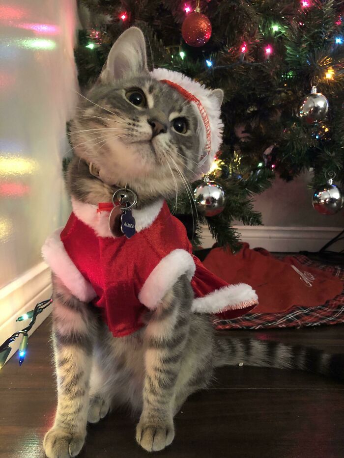 Meowy Christmas Everyone