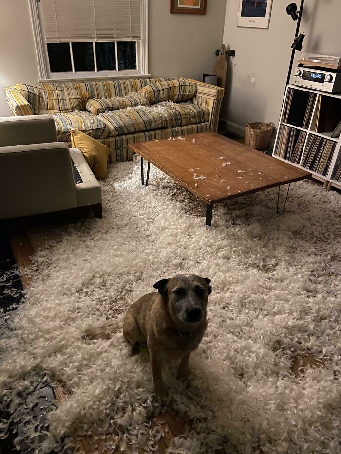 Roscoe Took Christmas Decoration Duty Into His Own Hands (Paws) Last Night