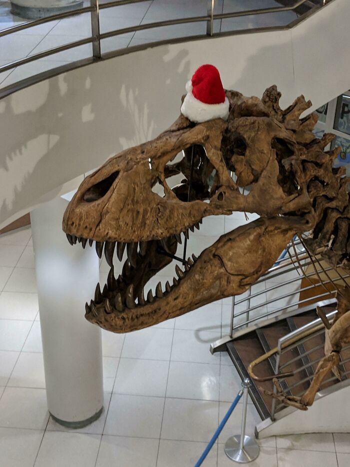 T-rex skeleton wearing a Santa hat, showcasing a humorous take on Christmas decorations.