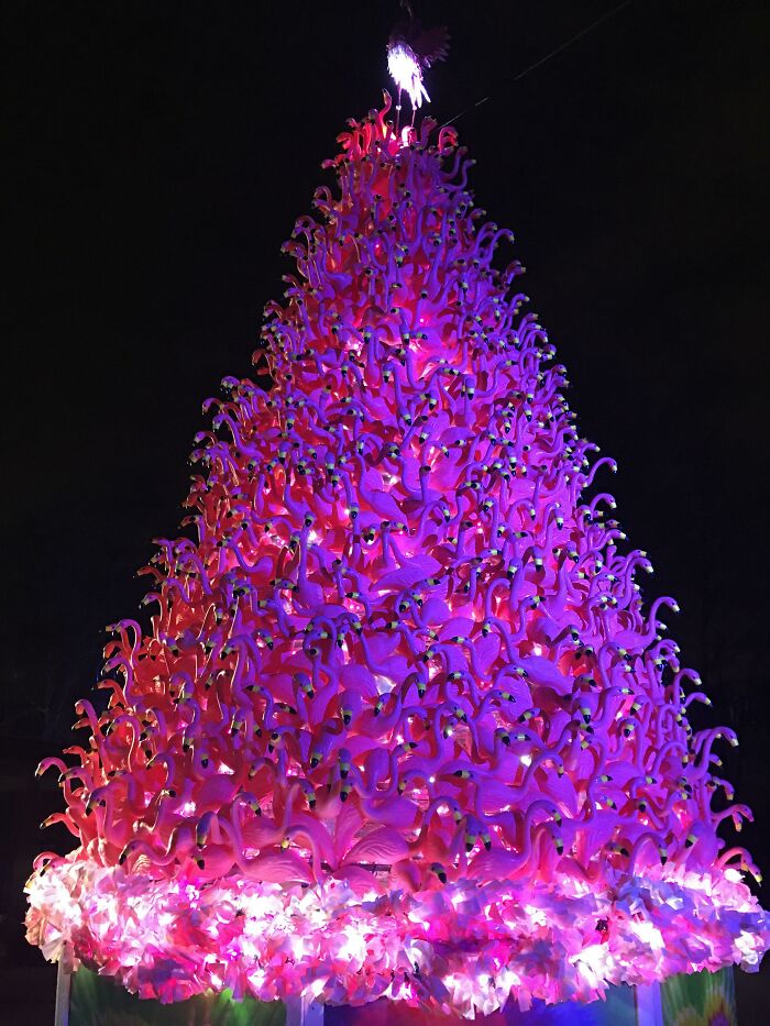 Christmas Tree Made Of Flamingos At The Philadelphia Zoo’s Christmas Lights Display. Merry Christmas, Everyone