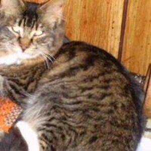 geminibluetear avatar