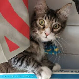 pkmntrainerdevention avatar