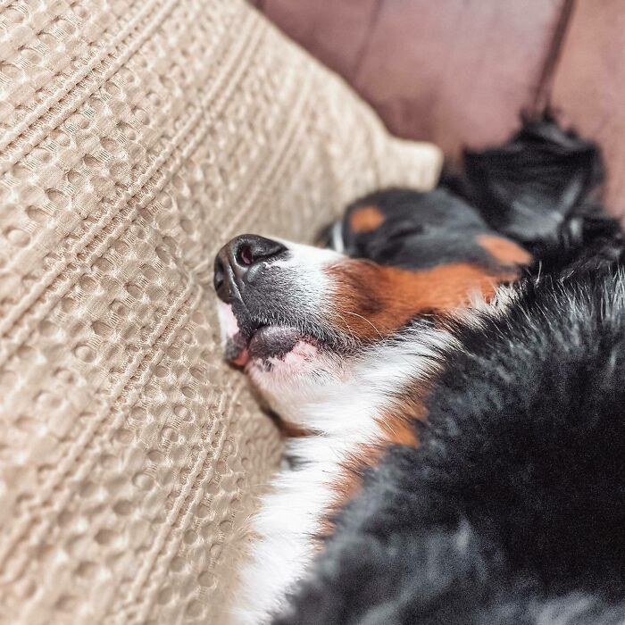 Daycare & Boarding In Ne! In The Wheaten Greetin' Room & Groom. May Be An Image Of Entlebucher Mountain Dog