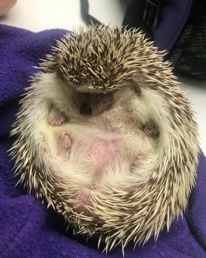 When You’re Round Enough To Rest Your Chin On Your Own Belly