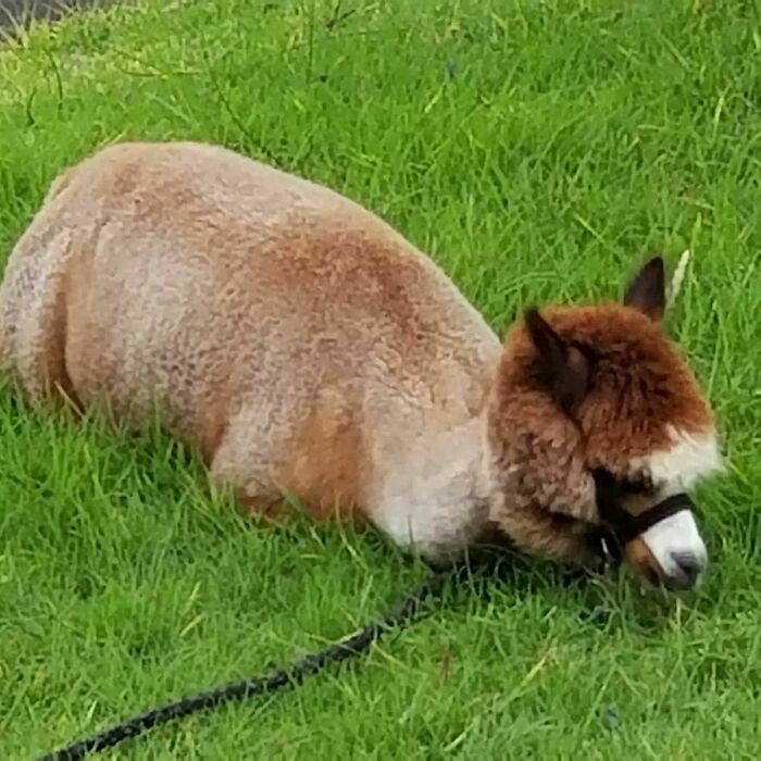 Noël: The Epitome Of Laziness. Why Stand Up And Eat When You Can Lay Down And Eat