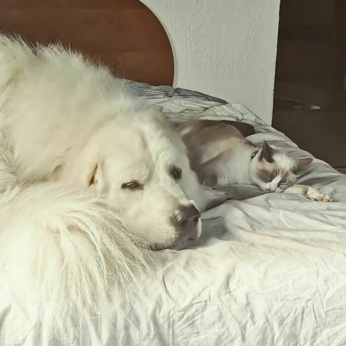 When It's Too Hot To Be Farm Animals So You Swap The Hay For A Queen Sized Bed