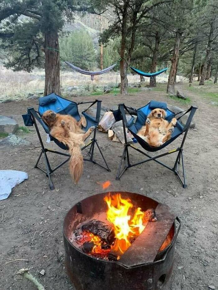 Camping With Golden Retrievers