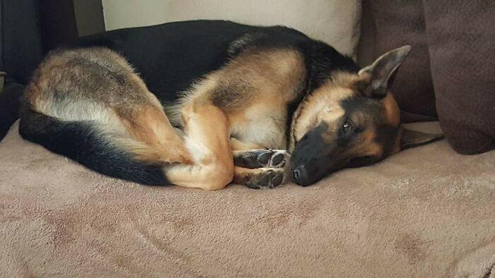 Bear Likes To Hold His Feet When He Sleeps