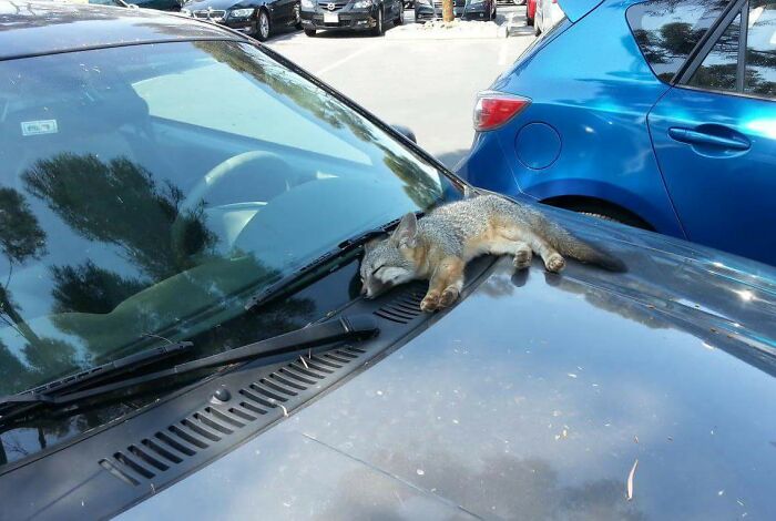 Firefox Crashing On Windshield 