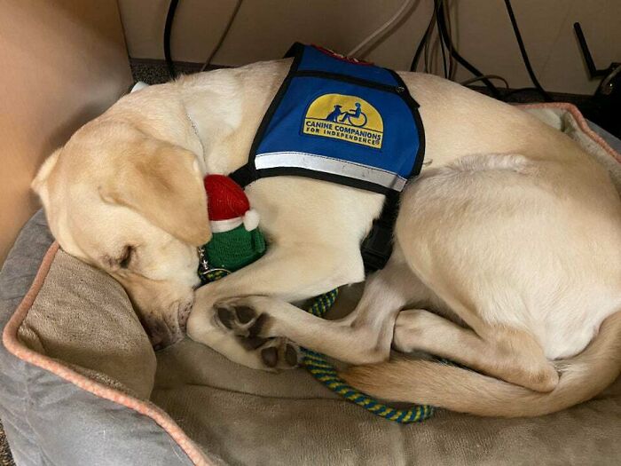 Looked Under My Desk At Work To Find My Service Dog Snuggling The Sock Monkey Our Coworker Got Her For Christmas