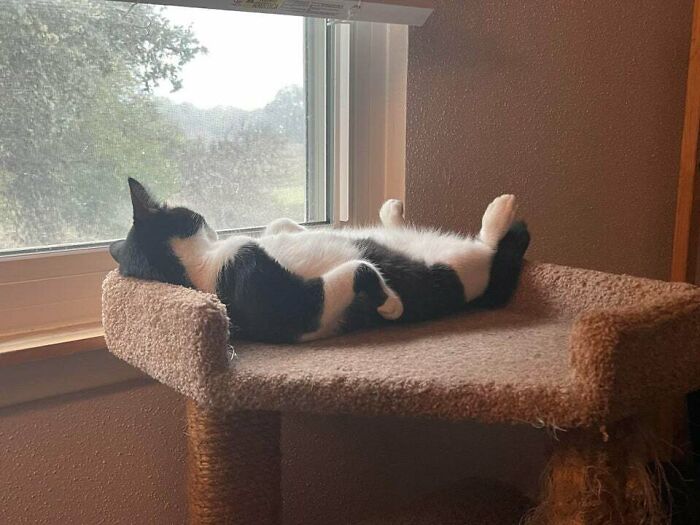 Loki Was Loving His Nap