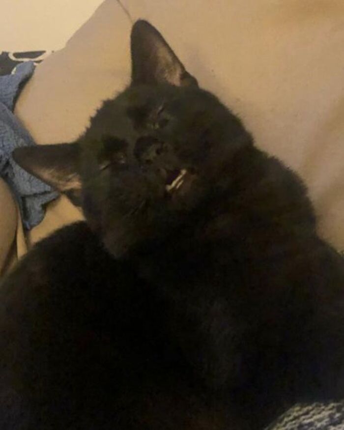 My Kitten Walnut. He Sat Like This For Five Minutes. He's A Nut