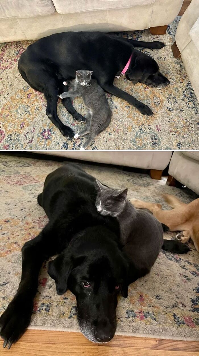 Our 4 Month Old Kitten Has Attached Himself To Our 13 Year Old Dog