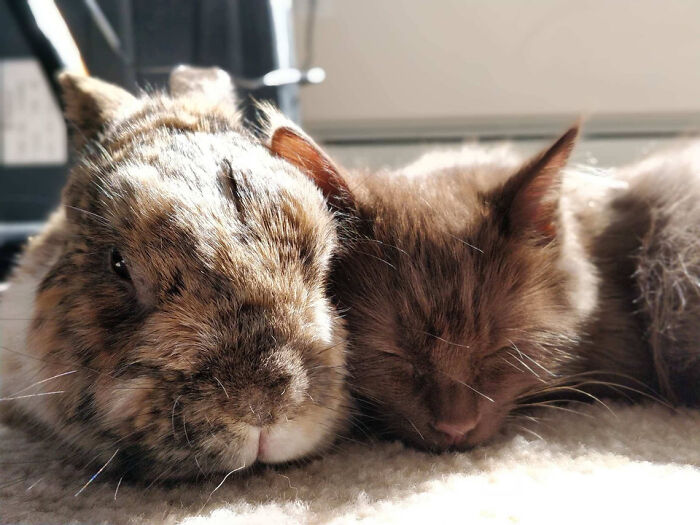 She Loves Her Bunny Big Brother