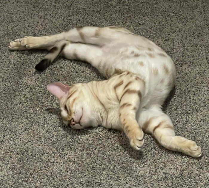 Best Sleeping Position