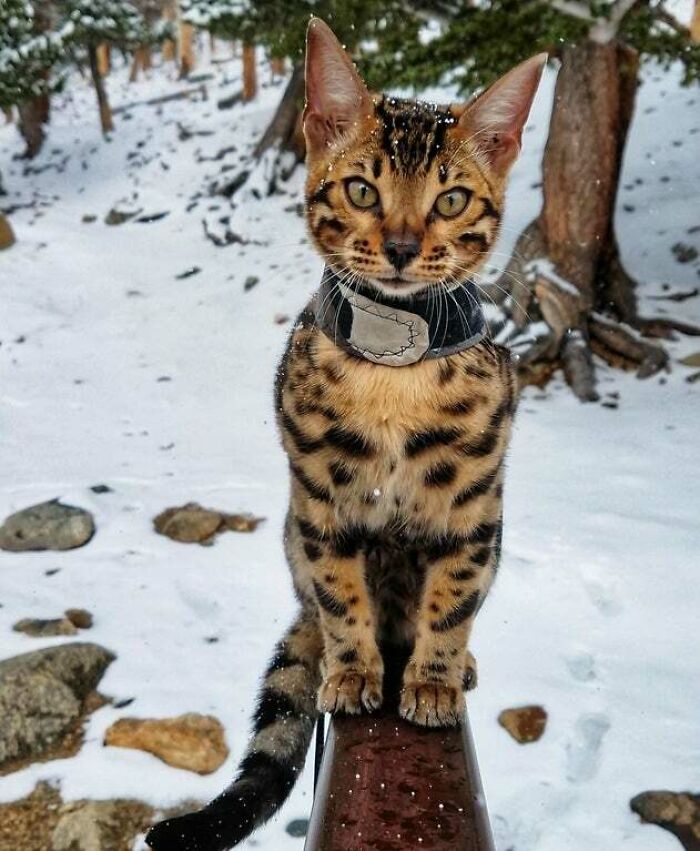 My Adventure Cat And Best Buddy