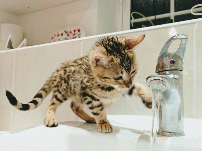 Meet Luna, Our Bengal Kitten